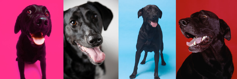 10 Reasons to Adopt a Big Black Dog