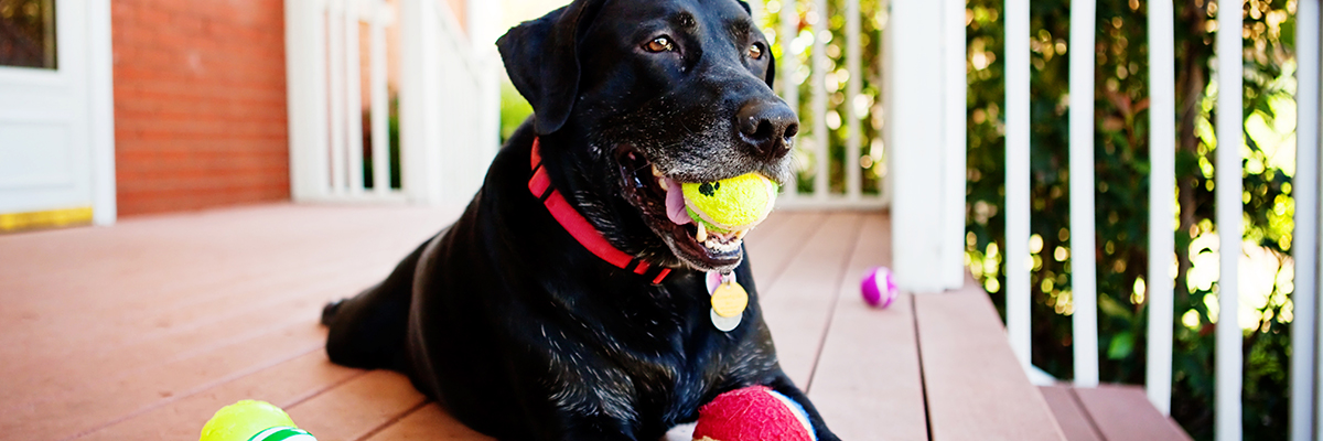 Black Lab on Porch