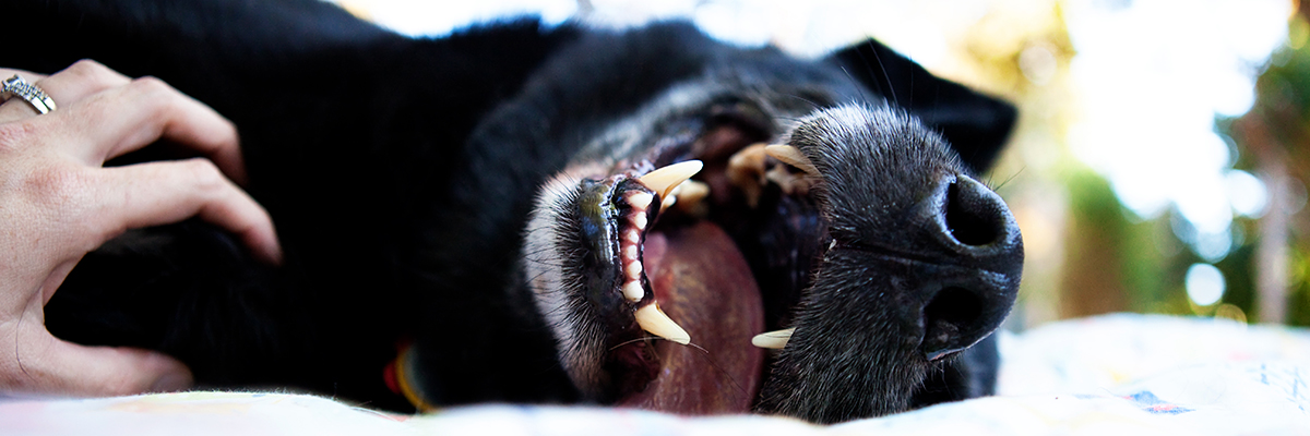 Black Lab laying down