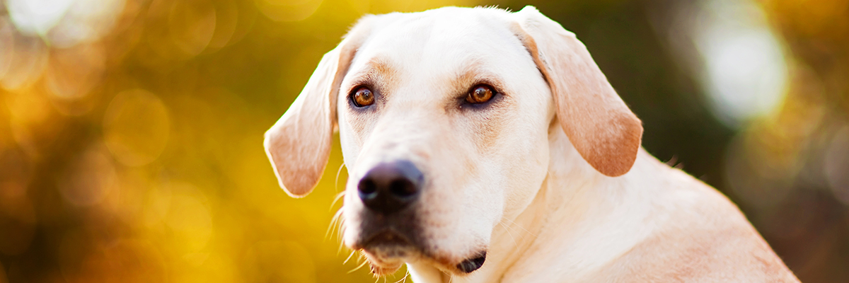 Golden Lab