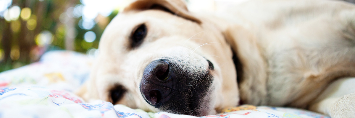 Golden Lab laying down