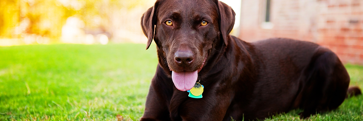 Chocolate Lab