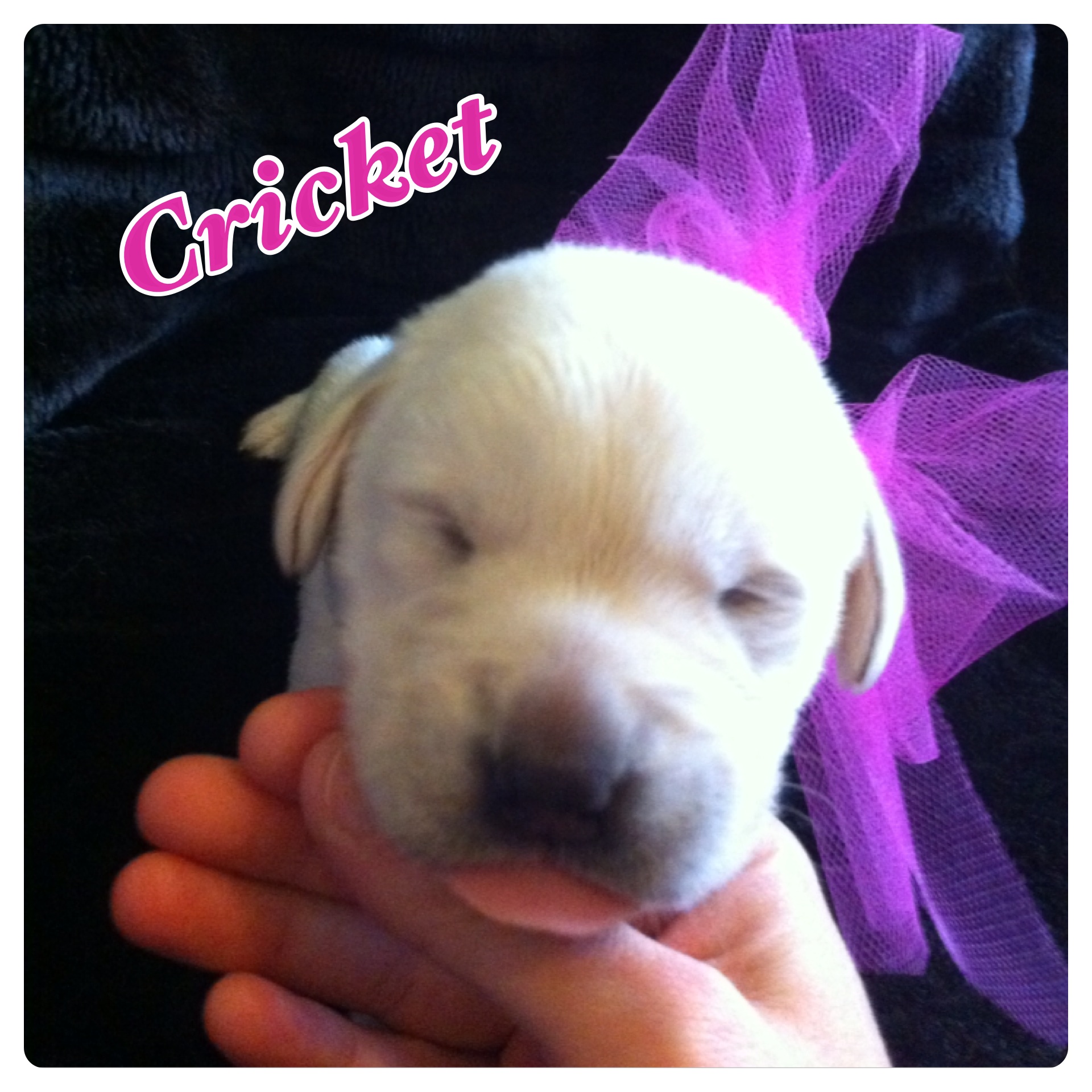 Cricket | Heartland Lab Rescue