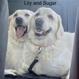 Sugar & Lily