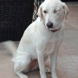 Remington