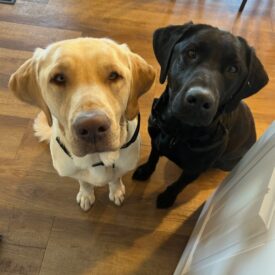 Ash & Arbor **BONDED PAIR**